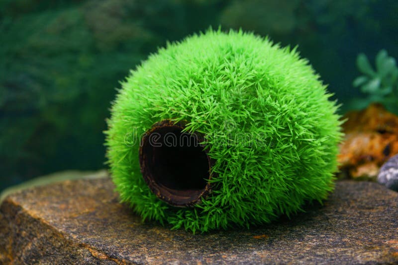 Una bola verde redonda vacía es una casa para los pescados de la hierba en un acuario transparente imagen de archivo Una bola verde redonda vacía es una casa para los pescados de la hierba en un acuario transparente imagen de archivo
