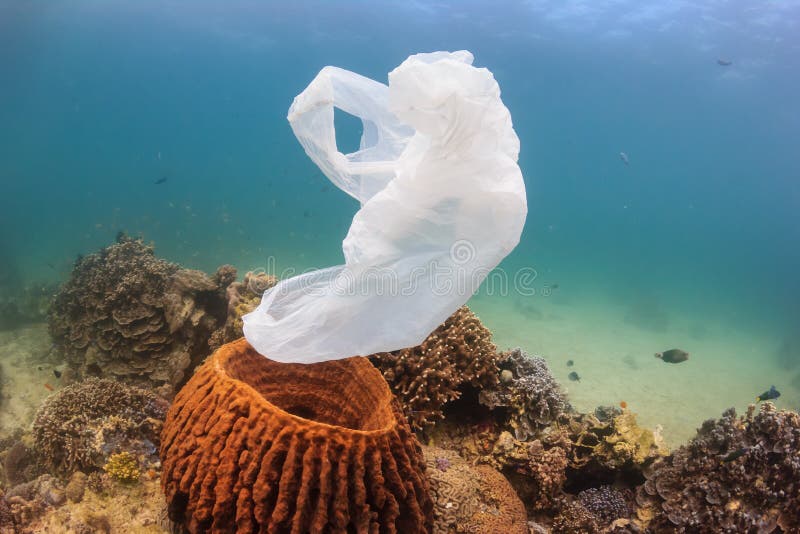 Una bolsa de plástico averiada deriva más allá de una esponja en un arrecife de coral imagen de archivo libre de regalías Una bolsa de plástico averiada deriva más allá de una esponja en un arrecife de coral imagen de archivo libre de regalías