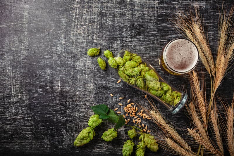 Una botella de cerveza con los saltos, la avena, las espiguillas del trigo, el abrelatas y los vidrios verdes con la cerveza oscu fotos de archivo Una botella de cerveza con los saltos, la avena, las espiguillas del trigo, el abrelatas y los vidrios verdes con la cerveza oscu fotos de archivo