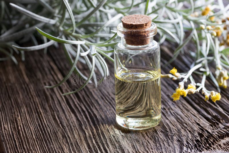 Una bottiglia dell'olio essenziale di italicum del helichrysum con il helichrysum immagine stock Una bottiglia dell'olio essenziale di italicum del helichrysum con il helichrysum immagine stock