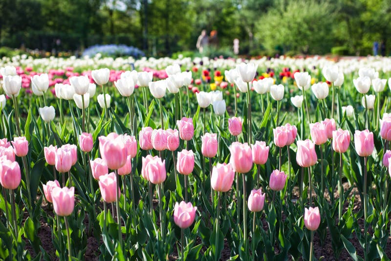 Una cama de flor con los tulipanes rosados fotos de archivo Una cama de flor con los tulipanes rosados fotos de archivo