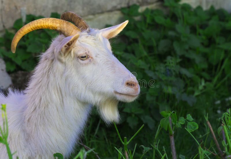 Una capra bianca e bella guarda lontano immagini stock libere da diritti Una capra bianca e bella guarda lontano immagini stock libere da diritti