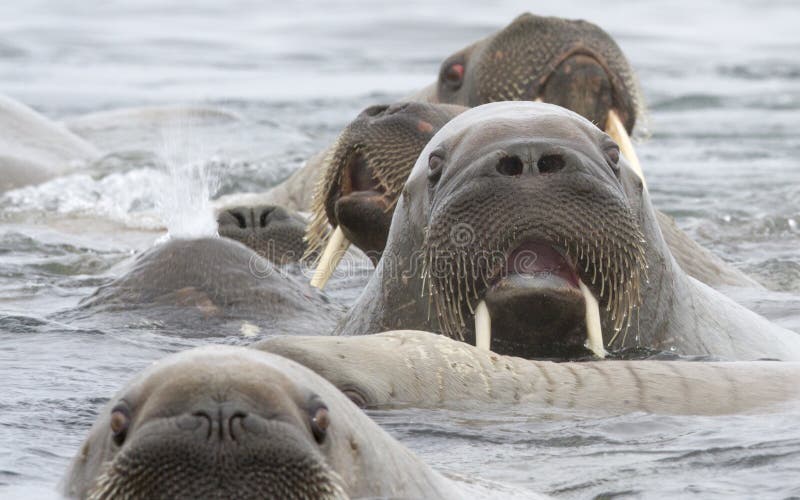 A surprised walrus in a group of curious walruses. A surprised walrus in a group of curious walruses.