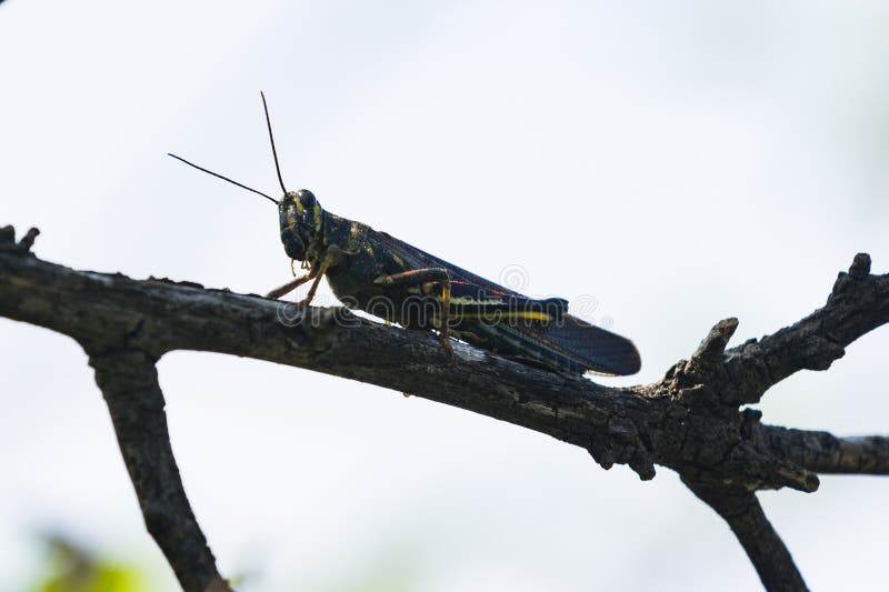 Una cavalletta dipinta della locusta su un ramo immagine stock libera da diritti Una cavalletta dipinta della locusta su un ramo immagine stock libera da diritti