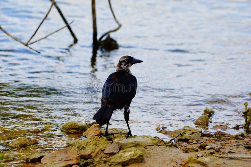 Una caza de aves en la orilla imagen de archivo libre de regalías Una caza de aves en la orilla imagen de archivo libre de regalías