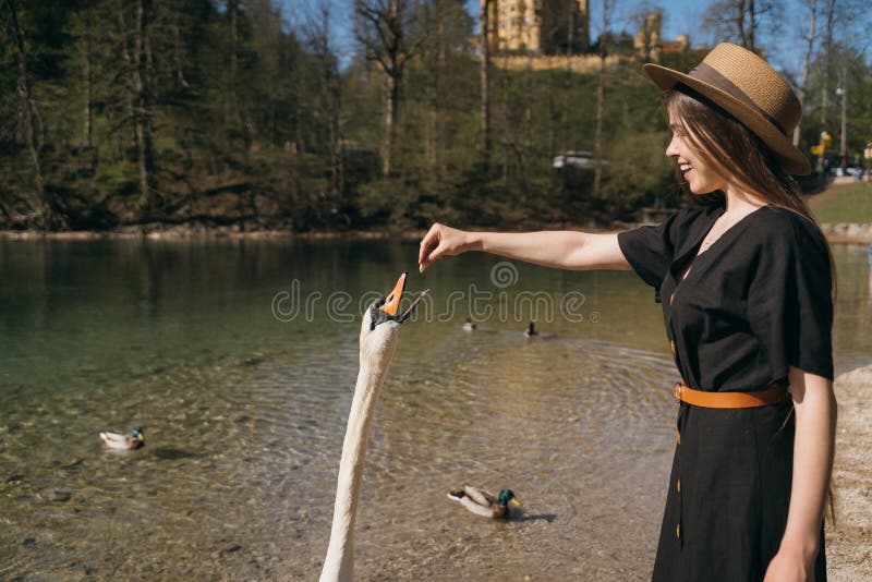 Girl feeds a large white swan on the shore. Swan craned his neck and stretches to the stern. Girl feeds a large white swan on the shore. Swan craned his neck and stretches to the stern