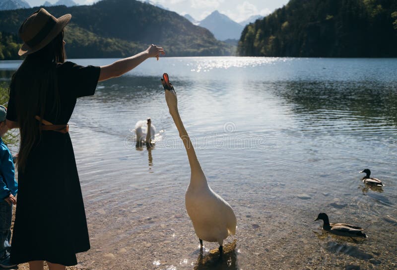 Girl feeds a large white swan on the shore. Swan craned his neck and stretches to the stern. Girl feeds a large white swan on the shore. Swan craned his neck and stretches to the stern