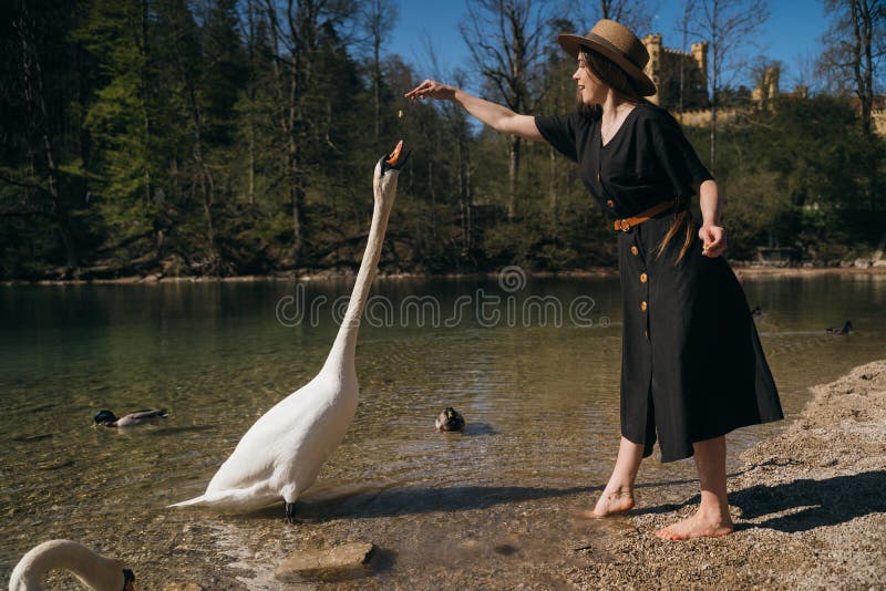 Girl feeds a large white swan on the shore. Swan craned his neck and stretches to the stern. Girl feeds a large white swan on the shore. Swan craned his neck and stretches to the stern