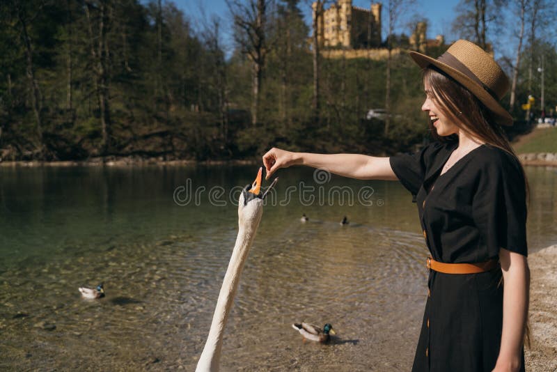 Girl feeds a large white swan on the shore. Swan craned his neck and stretches to the stern. Girl feeds a large white swan on the shore. Swan craned his neck and stretches to the stern