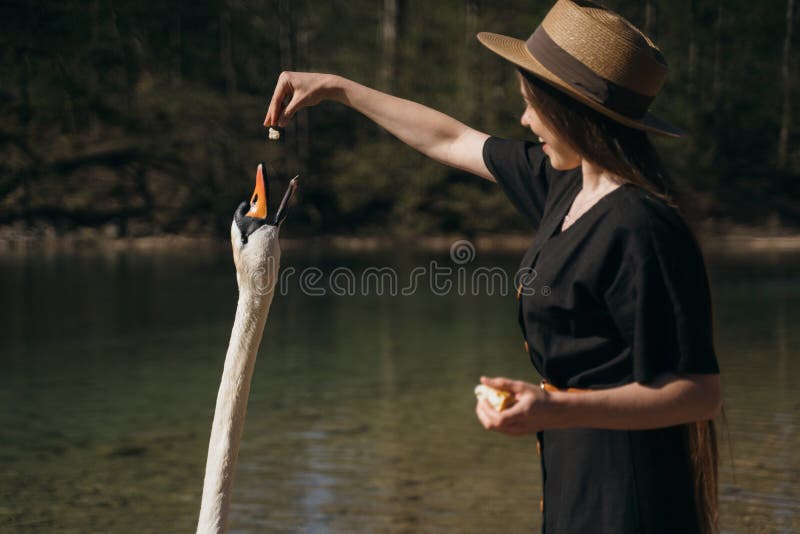 Girl feeds a large white swan on the shore. Swan craned his neck and stretches to the stern. Girl feeds a large white swan on the shore. Swan craned his neck and stretches to the stern