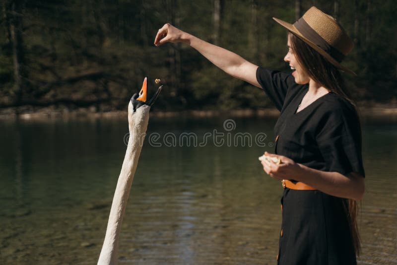 Girl feeds a large white swan on the shore. Swan craned his neck and stretches to the stern. Girl feeds a large white swan on the shore. Swan craned his neck and stretches to the stern