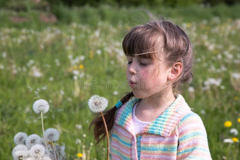 Una chica joven en la madrugada en un prado de la primavera que sopla en un ramo de dientes de león blancos fotos de archivo Una chica joven en la madrugada en un prado de la primavera que sopla en un ramo de dientes de león blancos fotos de archivo