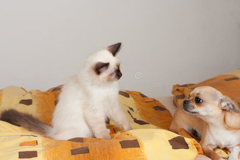 Una chihuahua del gato y del canela de Birman del punto del sello miente en la cama foto de archivo Una chihuahua del gato y del canela de Birman del punto del sello miente en la cama foto de archivo