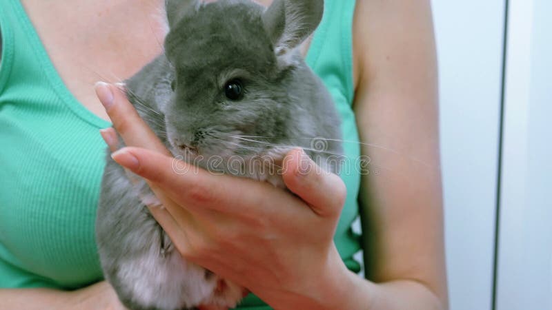 Una chinchilla gris en las manos de la mujer joven