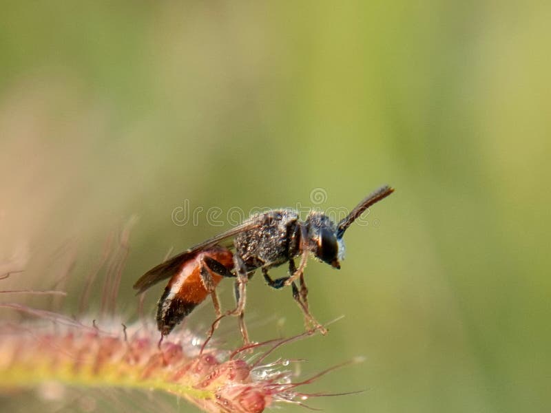 Una chiusura dettagliata mostra una chrysididae cuckoo wasp con un corpo metallico nero di azzurro e un torace arancione brillante fotografie stock