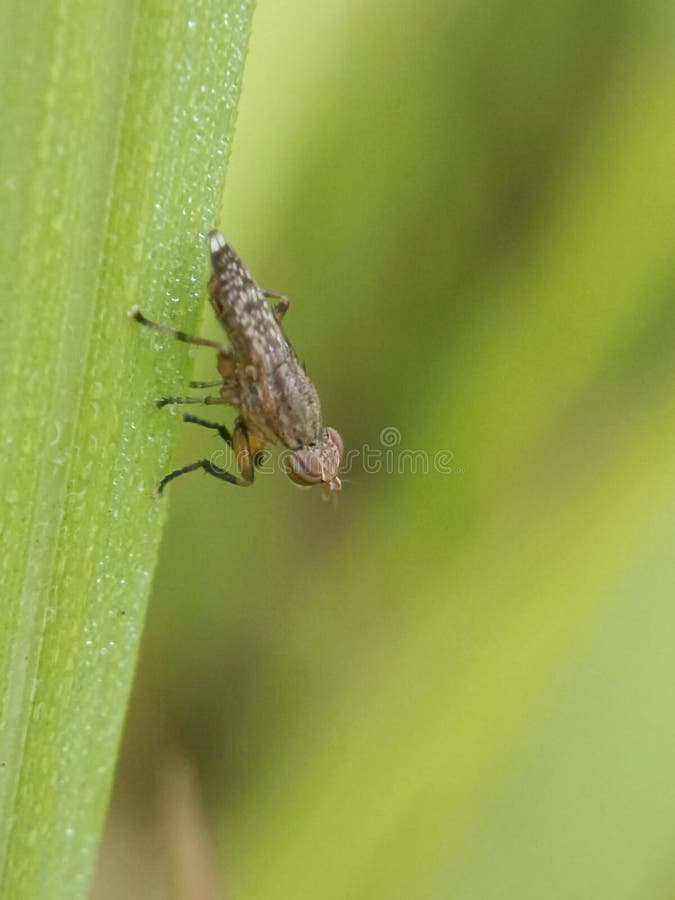 Una chiusura dettagliata rivela una piccola mosca specchiata aggrappata ad un alce verde vibrante. fotografie stock