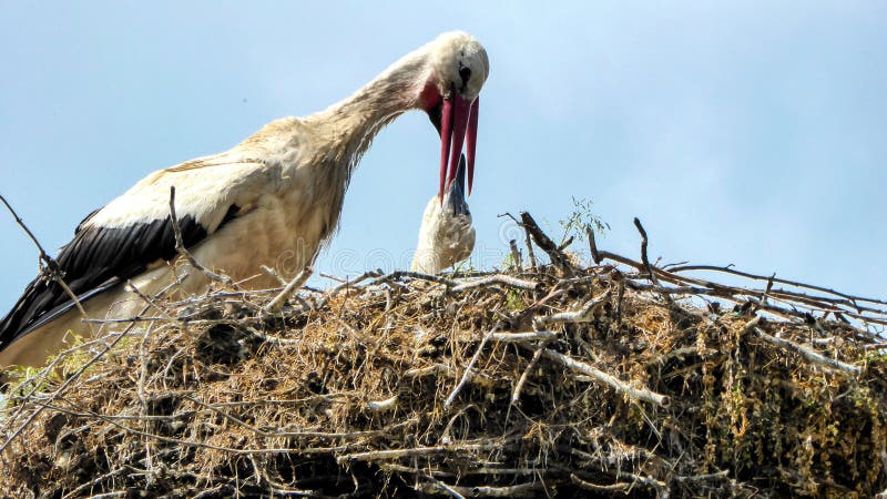 Busy white stork sits in its eyrie and feeds its newborn stork chick . Scene in Gdansk Masuria Poland . Busy white stork sits in its eyrie and feeds its newborn stork chick . Scene in Gdansk Masuria Poland .