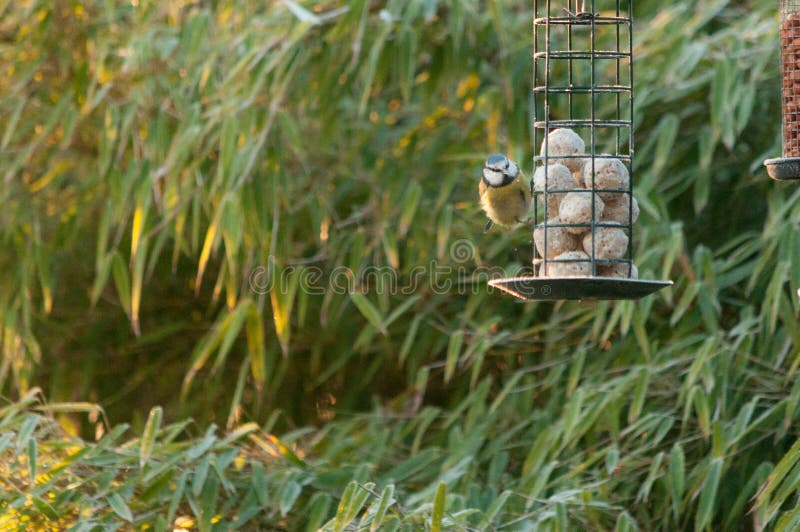 Una cinciarella che si alimenta da un alimentatore dell'uccello in giardino fotografia stock libera da diritti Una cinciarella che si alimenta da un alimentatore dell'uccello in giardino fotografia stock libera da diritti