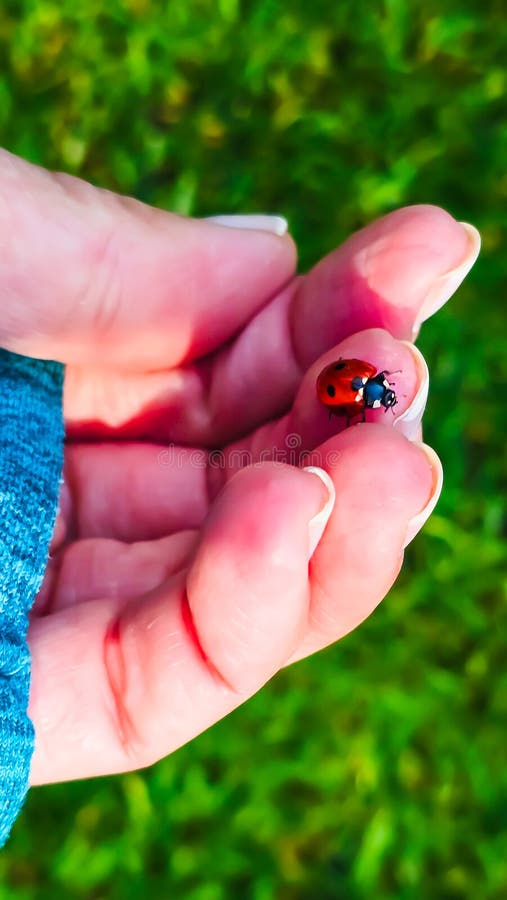 Una coccinella è sulla mano di una donna in giacca e cravatta con una manicure francese.