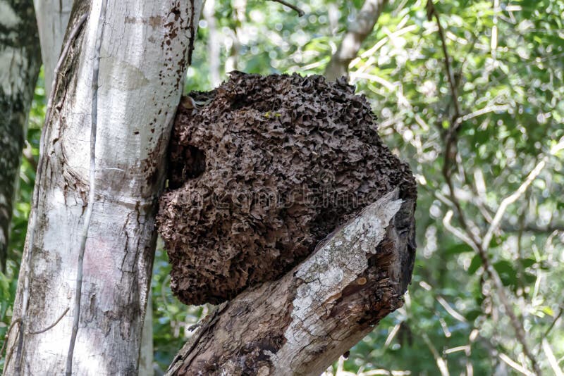 Una colmena de abejas mexicanas salvajes foto de archivo libre de regalías Una colmena de abejas mexicanas salvajes foto de archivo libre de regalías