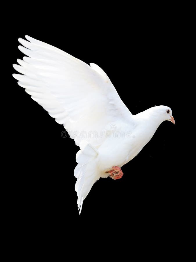 Una colomba libera di bianco di volo