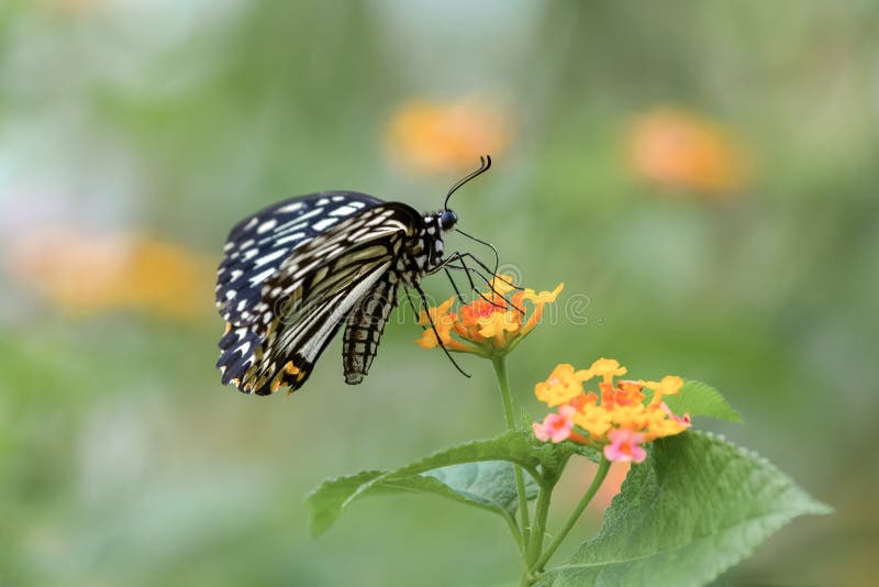 Una condizione in bianco e nero della farfalla sui fiori gialli immagini stock Una condizione in bianco e nero della farfalla sui fiori gialli immagini stock