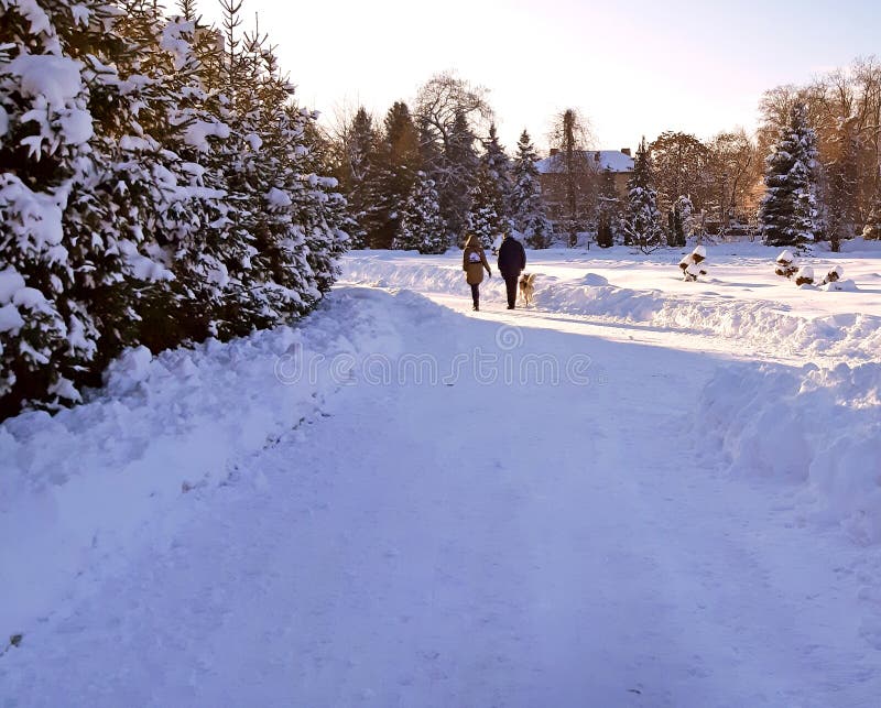 Una coppia che cammina con il suo cane nel parco nell'inverno fotografia stock libera da diritti Una coppia che cammina con il suo cane nel parco nell'inverno fotografia stock libera da diritti