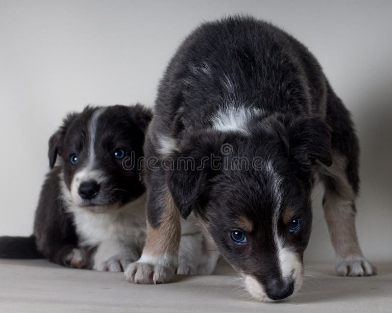 Una coppia di due giovani cani pastore di border collie insieme fotografie stock Una coppia di due giovani cani pastore di border collie insieme fotografie stock
