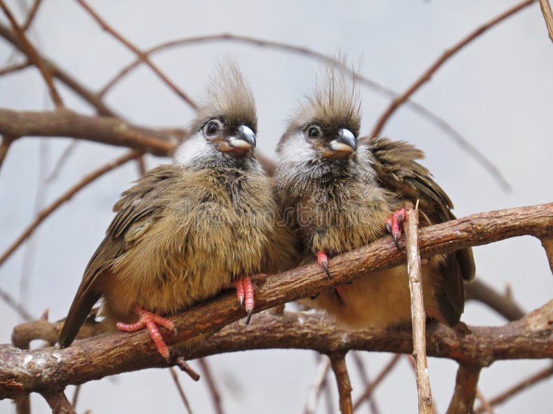 Una coppia di due uccelli esotici incantanti adorabili adorabili dolci svegli eccellenti che si siedono insieme sul ramo fotografie stock Una coppia di due uccelli esotici incantanti adorabili adorabili dolci svegli eccellenti che si siedono insieme sul ramo fotografie stock