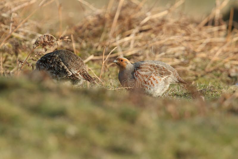 Una coppia Grey Partridge raro, perdix del Perdix, alimentantesi nel attracca di Durham, Regno Unito fotografia stock Una coppia Grey Partridge raro, perdix del Perdix, alimentantesi nel attracca di Durham, Regno Unito fotografia stock