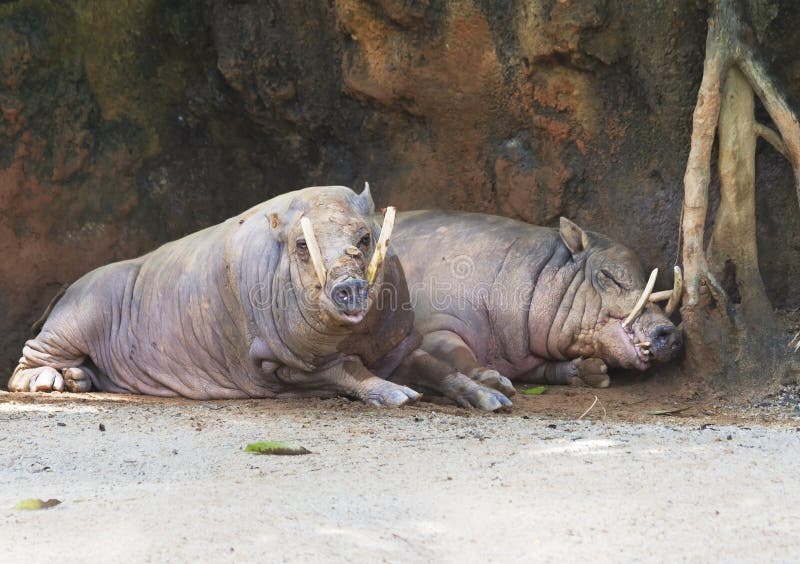 Una coppia il babirussa immagini stock Una coppia il babirussa immagini stock