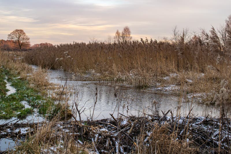 a dam made by beavers on the river, a pool. a dam made by beavers on the river, a pool.