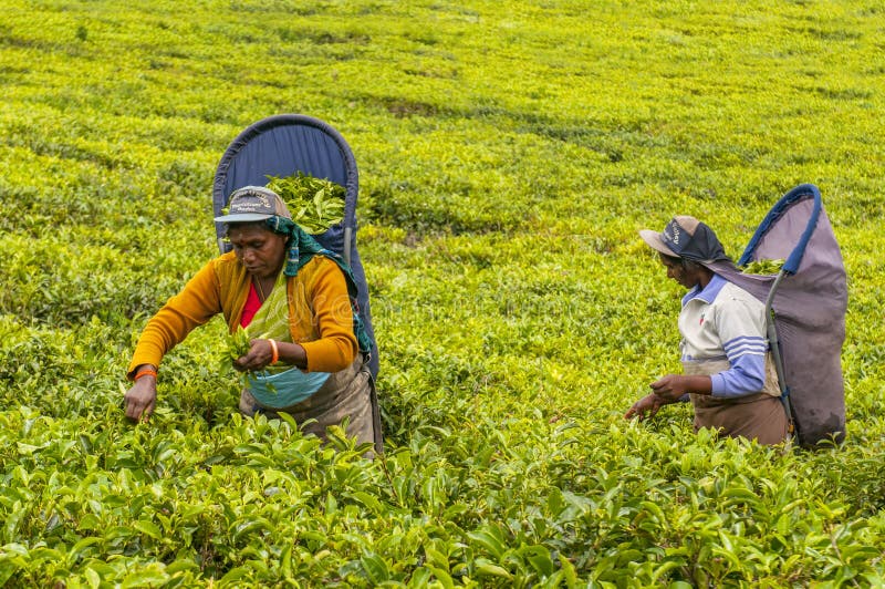 Una donna tamil dello Sri Lanka spezza foglie di tè nelle piantagioni di tè con il tradizionale metodo di spennatura del tè a hap fotografia stock libera da diritti Una donna tamil dello Sri Lanka spezza foglie di tè nelle piantagioni di tè con il tradizionale metodo di spennatura del tè a hap fotografia stock libera da diritti