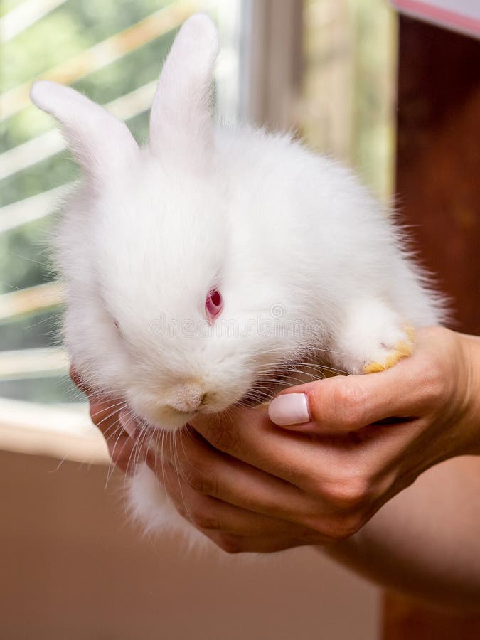 Una donna tiene sulle mani di piccolo rabbit_ bianco fotografia stock libera da diritti Una donna tiene sulle mani di piccolo rabbit_ bianco fotografia stock libera da diritti