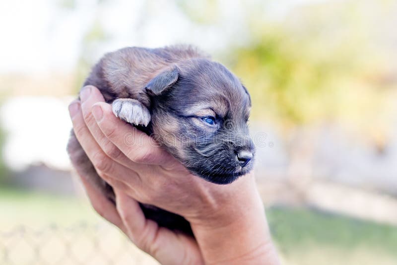 Una donna tiene un piccolo cucciolo sulle sue mani Amore a animals_ fotografia stock libera da diritti Una donna tiene un piccolo cucciolo sulle sue mani Amore a animals_ fotografia stock libera da diritti