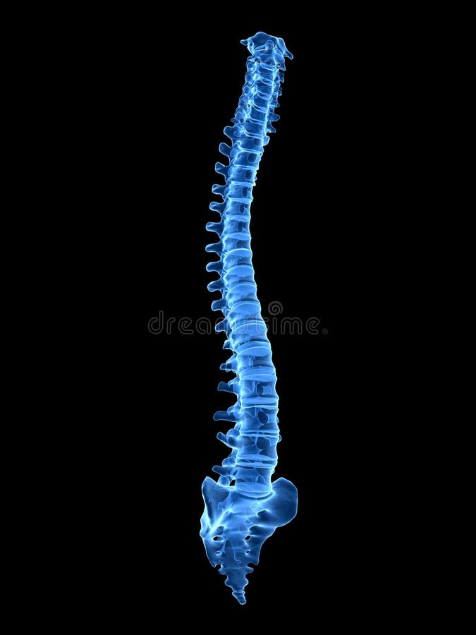 3d rendered medically accurate illustration of a healthy human spine. 3d rendered medically accurate illustration of a healthy human spine