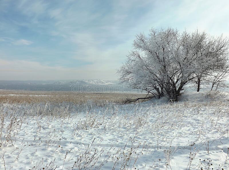 Una estepa nevada y un árbol solo cubiertos con escarcha fotos de archivo libres de regalías Una estepa nevada y un árbol solo cubiertos con escarcha fotos de archivo libres de regalías
