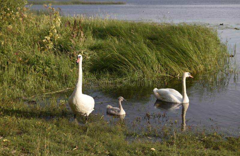Una famiglia di tre cigni bianchi Paesaggio naturale della Bielorussia, della Russia e di Baltico Natura selvaggia fotografia stock Una famiglia di tre cigni bianchi Paesaggio naturale della Bielorussia, della Russia e di Baltico Natura selvaggia fotografia stock