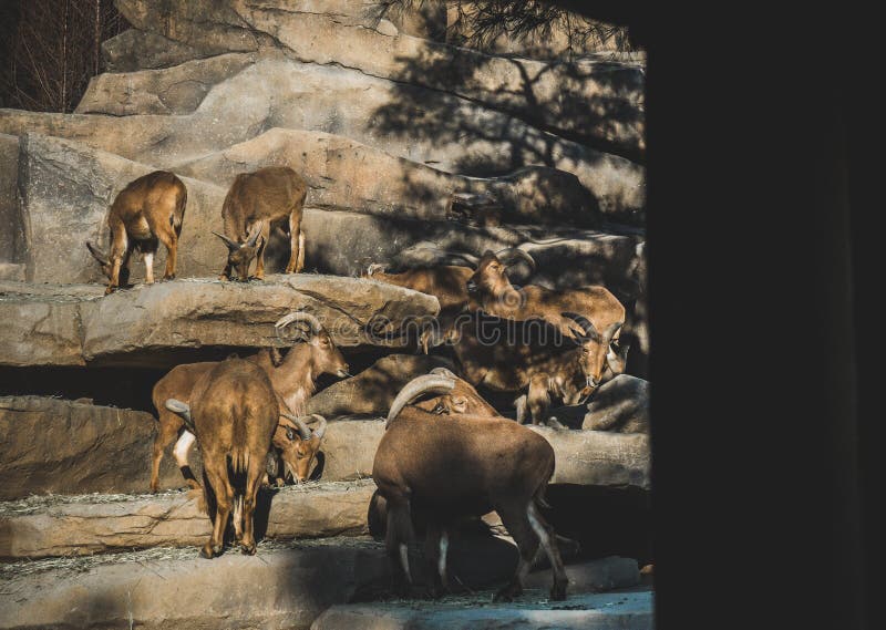 Una familia de cabras salvajes en el salvaje en un día soleado fotografía de archivo libre de regalías Una familia de cabras salvajes en el salvaje en un día soleado fotografía de archivo libre de regalías