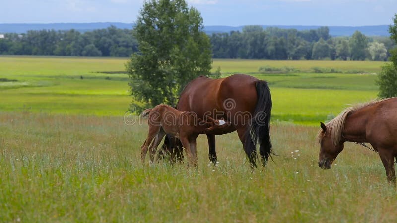 Una familia del caballo pasta en un pasto del verde del verano