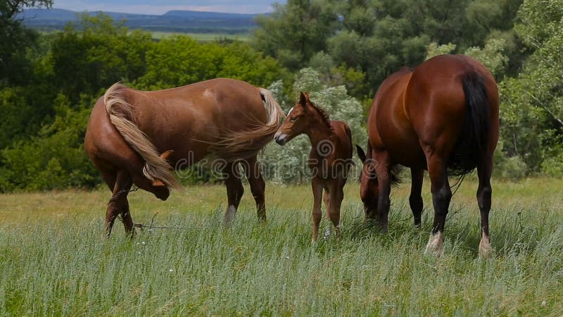 Una familia del caballo pasta en un pasto del verde del verano