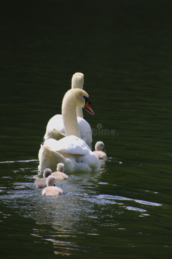 Una familia del cisne con cuatro polluelos que nadan en el lago foto de archivo Una familia del cisne con cuatro polluelos que nadan en el lago foto de archivo