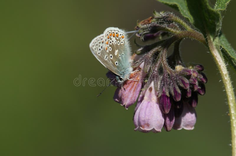 Una farfalla blu comune graziosa, Polyommatus Icaro, appollaiantesi su un fiore della consolida maggiore fotografie stock Una farfalla blu comune graziosa, Polyommatus Icaro, appollaiantesi su un fiore della consolida maggiore fotografie stock