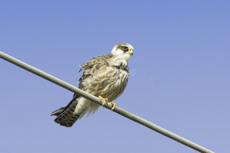 Una femmina acerba dei falchi cuculi/vespertinus di Falco immagine stock Una femmina acerba dei falchi cuculi/vespertinus di Falco immagine stock