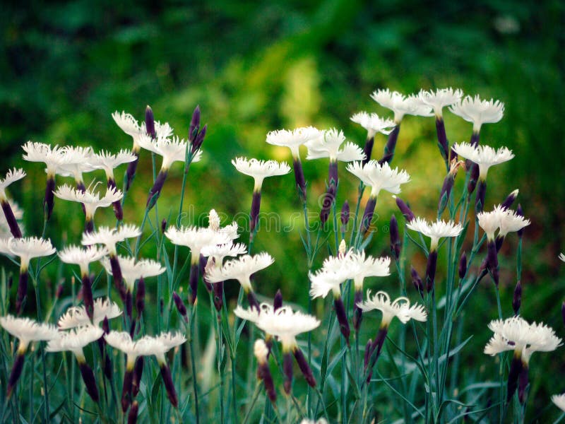 Una fila de las flores blancas del clavo con los pétalos truncados en un alto tallo verde fotos de archivo Una fila de las flores blancas del clavo con los pétalos truncados en un alto tallo verde fotos de archivo