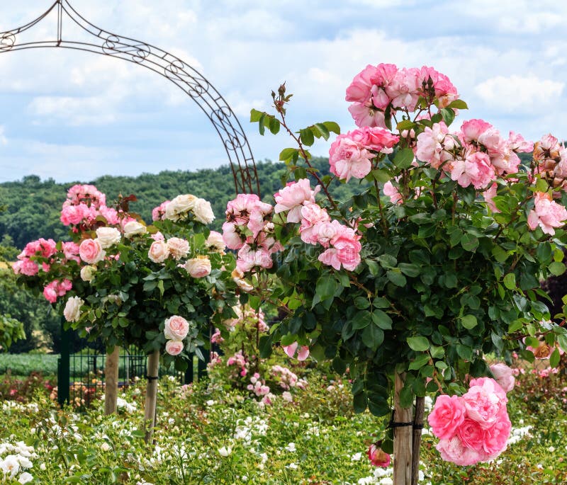 Una fila de rosas estándar rosadas en un jardín imagenes de archivo Una fila de rosas estándar rosadas en un jardín imagenes de archivo