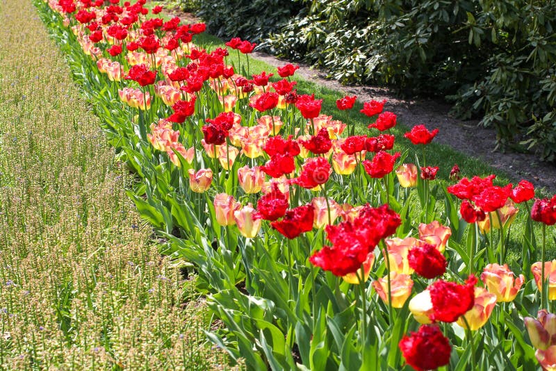 Una fila hermosa de tulipanes rojos y amarillos brillantes en los jardines del keukenhof en Holanda en primavera imagen de archivo Una fila hermosa de tulipanes rojos y amarillos brillantes en los jardines del keukenhof en Holanda en primavera imagen de archivo