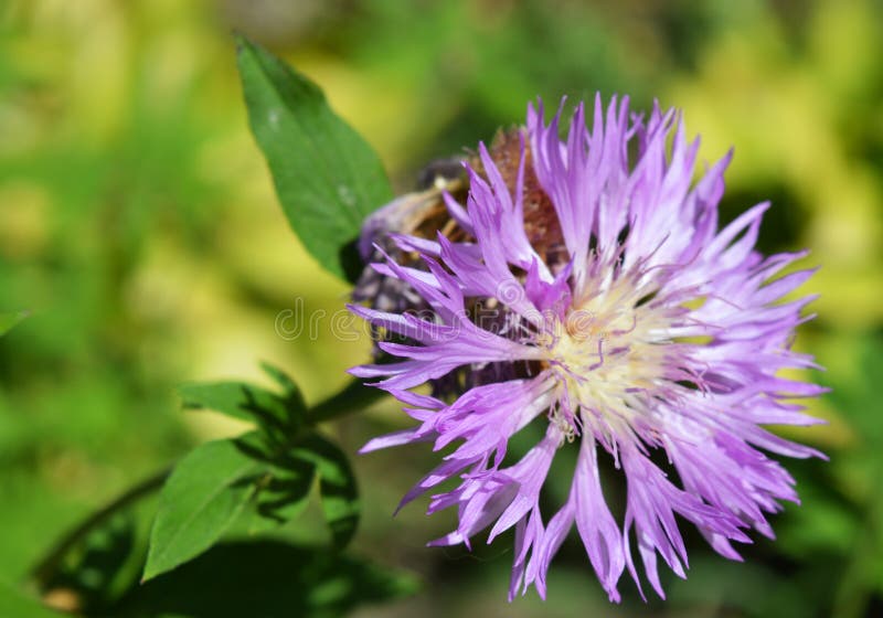 Una fine splendida su fiordaliso Fiore della viola di estate fotografia stock libera da diritti Una fine splendida su fiordaliso Fiore della viola di estate fotografia stock libera da diritti