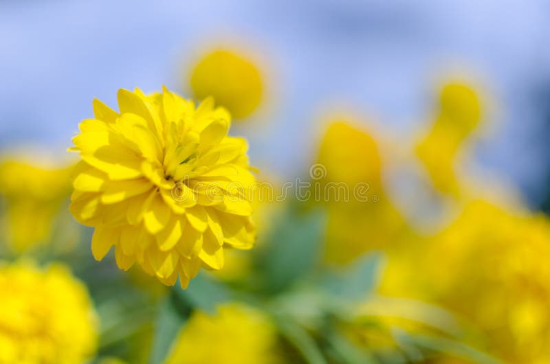 Una fine su del fiore giallo soleggiato luminoso ha nominato il laciniata taglio-leaved di Rudbeckia del coneflower immagini stock Una fine su del fiore giallo soleggiato luminoso ha nominato il laciniata taglio-leaved di Rudbeckia del coneflower immagini stock