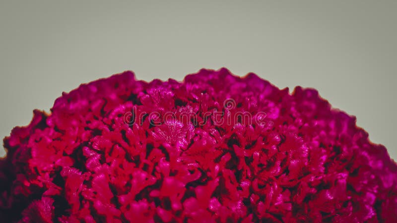 Una fine su fotografia del fiore rosso con il fondo della sfuocatura ad un parco immagini stock Una fine su fotografia del fiore rosso con il fondo della sfuocatura ad un parco immagini stock